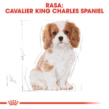 Royal Canin BHN Cavalier King Charles Spaniel Puppy - sausas šuniukų maistas - 1,5 kg