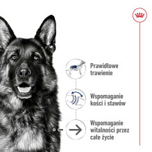 Royal Canin Size Maxi Aging 8+ Suaugęs 15,3 kg