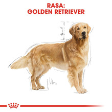 ROYAL CANIN BHN auksaspalvių retriverių sausas maistas šunims - 12kg