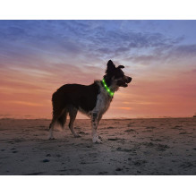 Anicoll LED antkaklis šunims ir katėms žalias