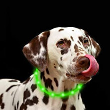 Anicoll LED antkaklis šunims ir katėms žalias