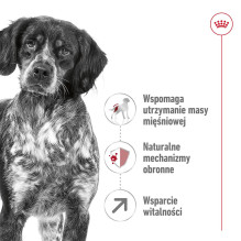 ROYAL CANIN Medium Adult 7+ - sausas šunų maistas - 15 kg