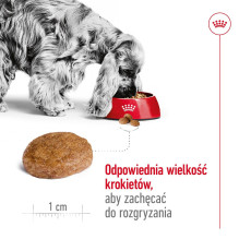 ROYAL CANIN Medium Adult 7+ - sausas šunų maistas - 15 kg