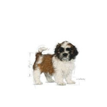 ROYAL CANIN Shih Tzu Puppy 0.5kg